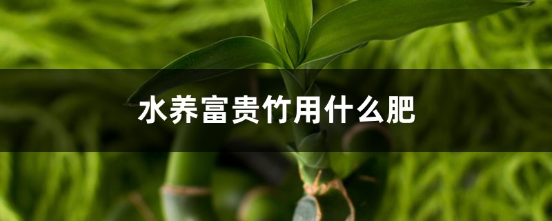 水養(yǎng)富貴竹用什么肥