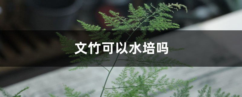 文竹可以水培嗎