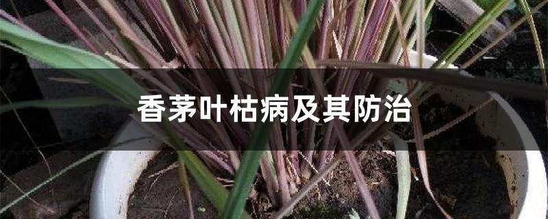 香茅葉枯病及其防治