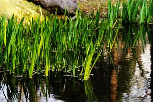 菖蒲可以水培嗎