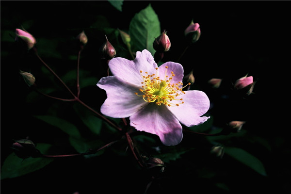 小果薔薇的病蟲(chóng)害防治