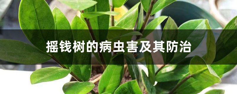 搖錢(qián)樹(shù)的病蟲(chóng)害及其防治