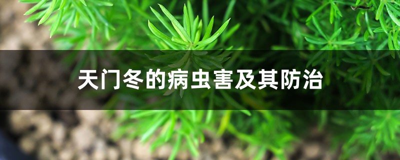 天門(mén)冬的病蟲(chóng)害及其防治