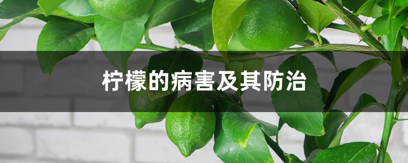 檸檬的病害及其防治