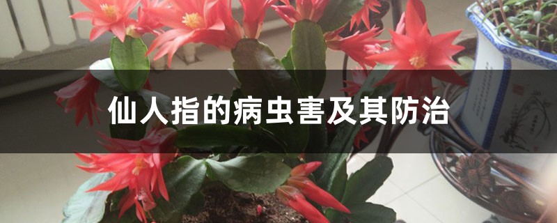 仙人指的病蟲害及其防治