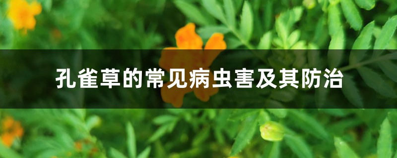 孔雀草的常見病蟲害及其防治