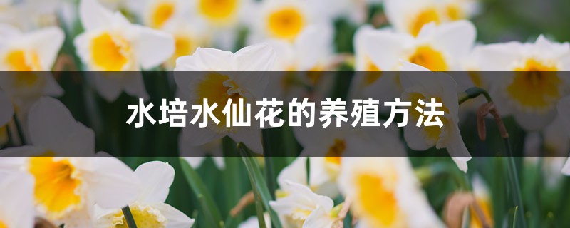 水培水仙花的養(yǎng)殖方法