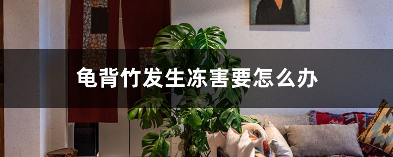 龜背竹發(fā)生凍害要怎么辦