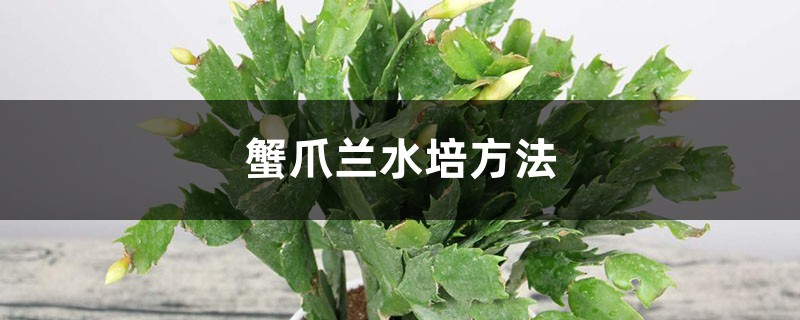 蟹爪蘭水培方法