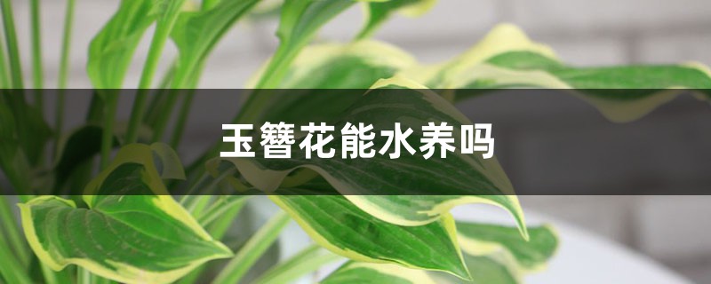 玉簪花能水養(yǎng)嗎