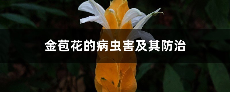 金苞花的病蟲害及其防治