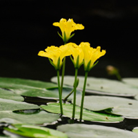 鳳眼藍(lán)簡(jiǎn)介