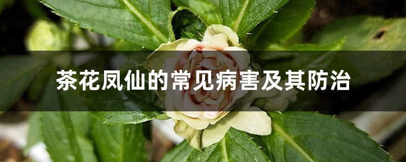 茶花鳳仙的常見病害及其防治