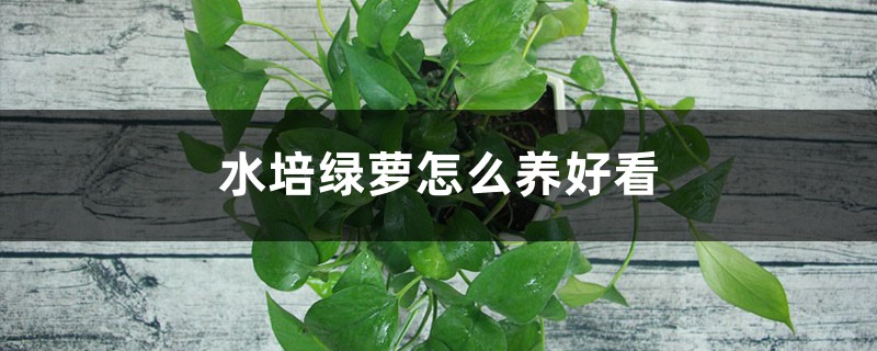 水培綠蘿怎么養(yǎng)好看