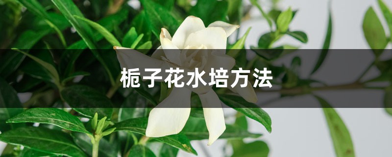 梔子花水培方法