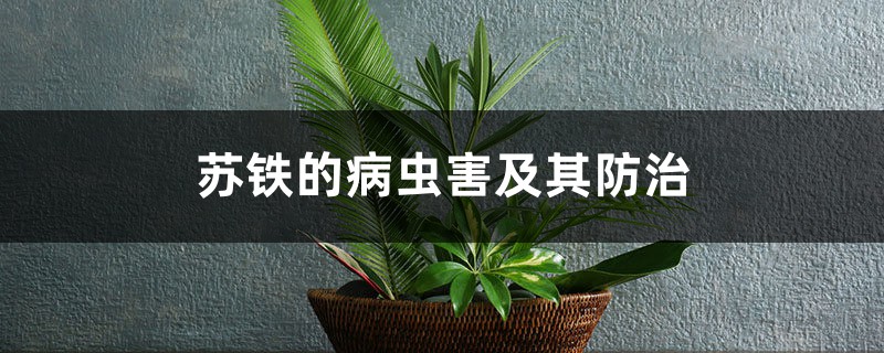 蘇鐵的病蟲害及其防治