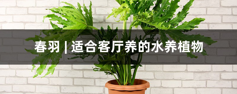 春羽 | 適合客廳養(yǎng)的水養(yǎng)植物