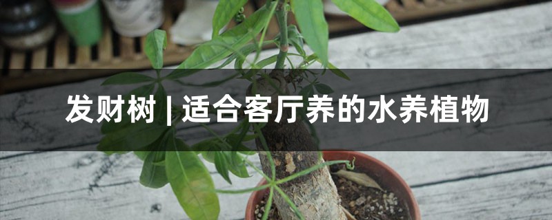 發(fā)財樹 | 適合客廳養(yǎng)的水養(yǎng)植物