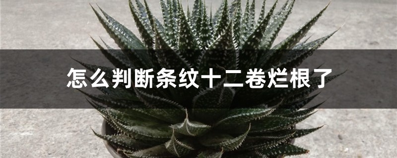 怎么判斷條紋十二卷爛根了