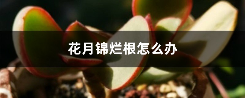 花月錦爛根怎么辦