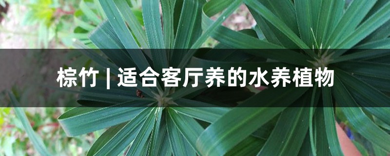 棕竹 | 適合客廳養(yǎng)的水養(yǎng)植物