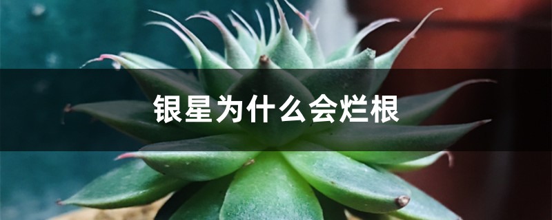 銀星為什么會(huì)爛根