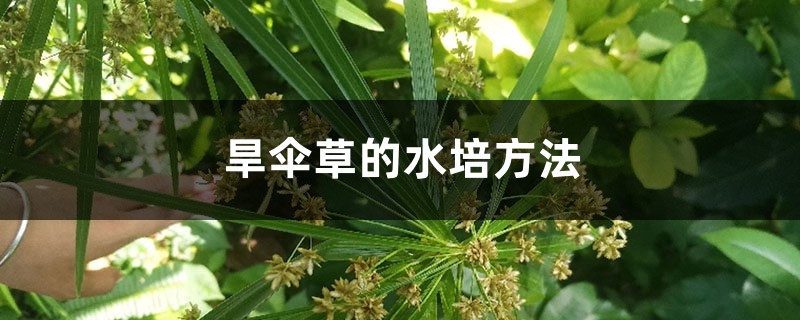 旱傘草的水培方法