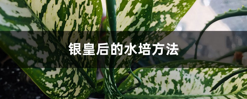 銀皇后的水培方法