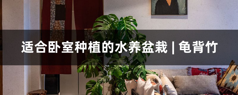 適合臥室種植的水養(yǎng)盆栽 | 龜背竹