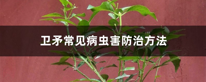 衛(wèi)矛常見病蟲害防治方法