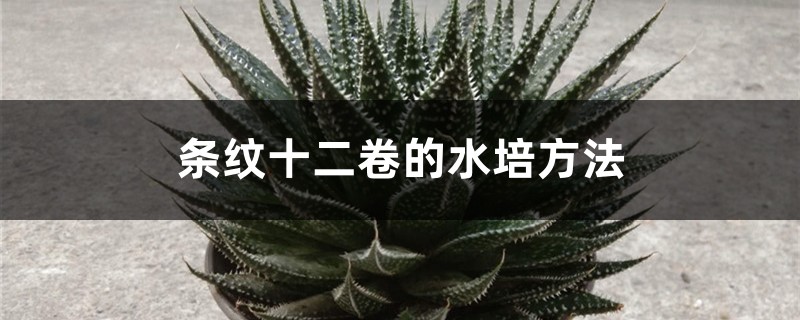 條紋十二卷的水培方法