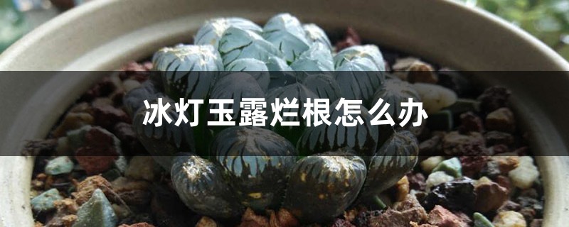 冰燈玉露爛根怎么辦