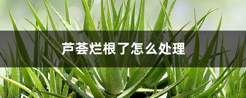 蘆薈爛根了怎么處理