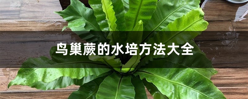 鳥巢蕨的水培方法大全