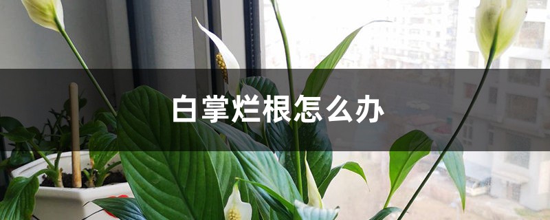 白掌爛根怎么辦