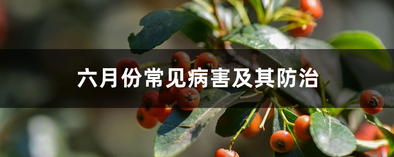 六月份常見病害及其防治