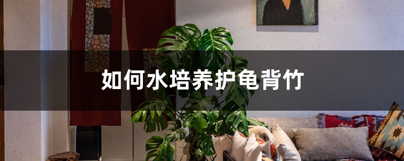 如何水培養(yǎng)護(hù)龜背竹