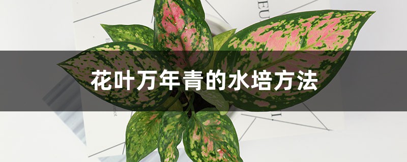 花葉萬年青的水培方法