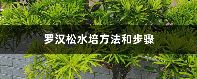 羅漢松水培方法和步驟