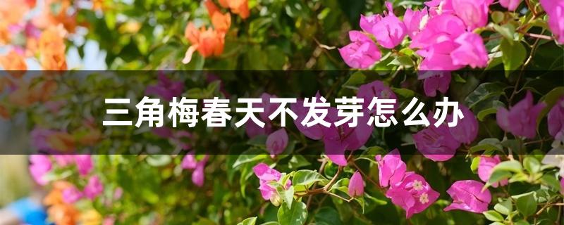 三角梅春天不發(fā)芽怎么辦