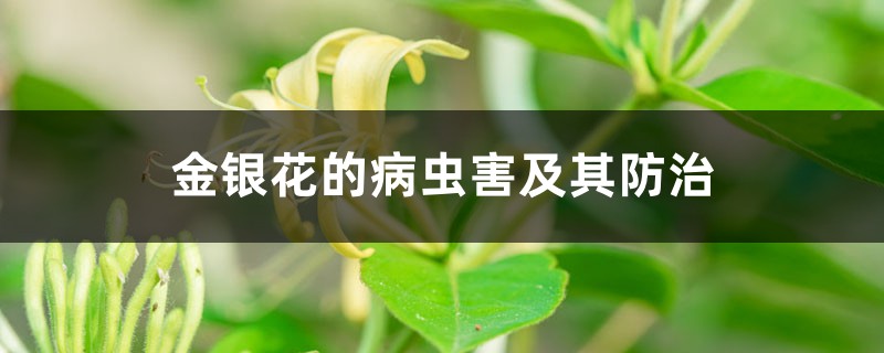 金銀花的病蟲害及其防治