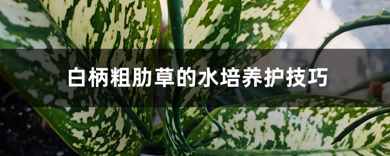 白柄粗肋草的水培養(yǎng)護(hù)技巧