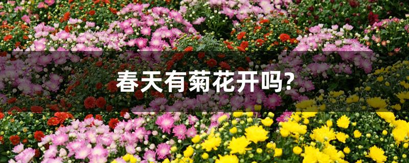 春天有菊花開嗎？