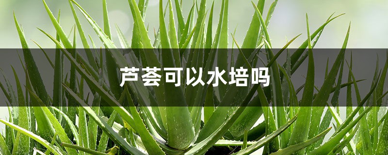 蘆薈可以水培嗎