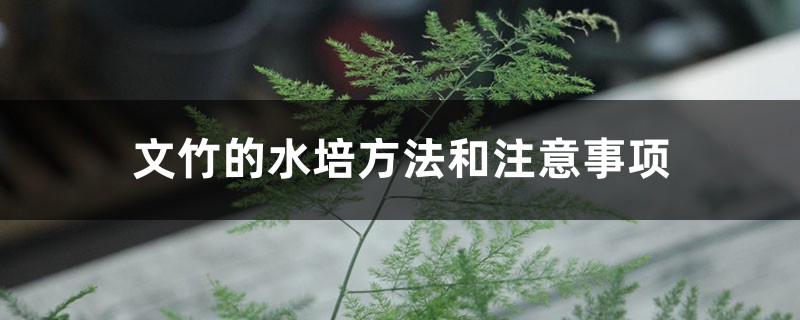 文竹的水培方法和注意事項(xiàng)