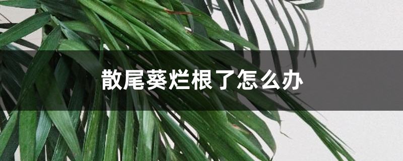 散尾葵爛根了怎么辦