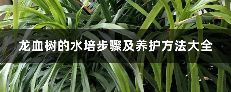 龍血樹的水培步驟及養(yǎng)護(hù)方法大全