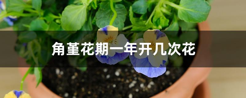 角堇花期一年開幾次花