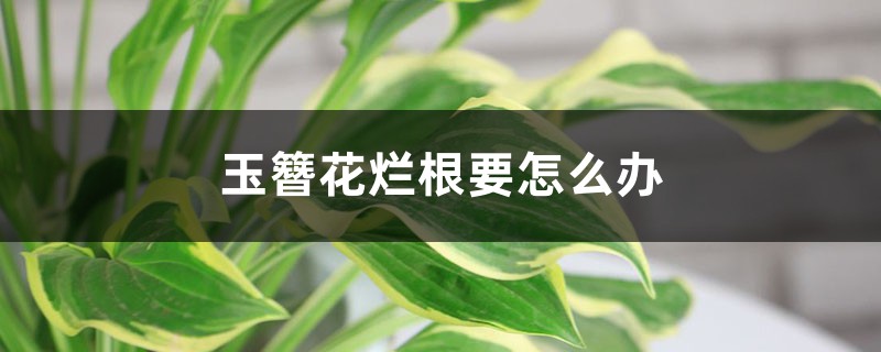 玉簪花爛根要怎么辦