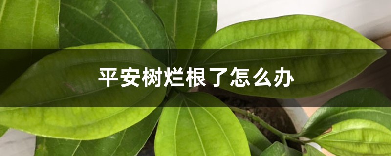 平安樹(shù)爛根了怎么辦